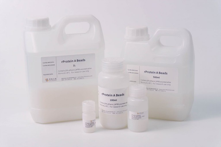 rProtein A Beads